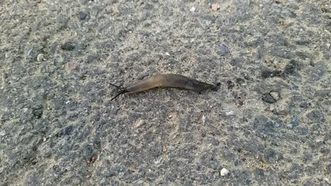 Snail without a shell. snail without a shell moves along the asphalt. Stock Footage 204852130