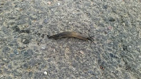 Snail without a shell. snail without a shell moves along the asphalt. Stock Footage 204852133