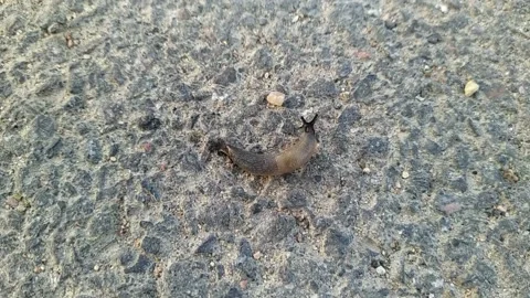Snail without a shell. snail without a shell moves along the asphalt. Stock Footage 204852155