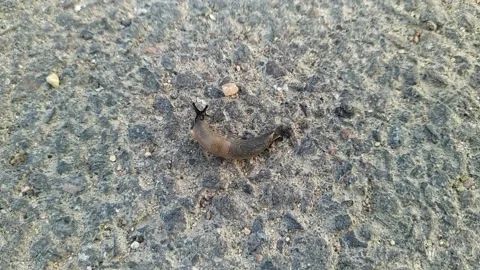 Snail without a shell. snail without a shell moves along the asphalt. Stock Footage 204852162