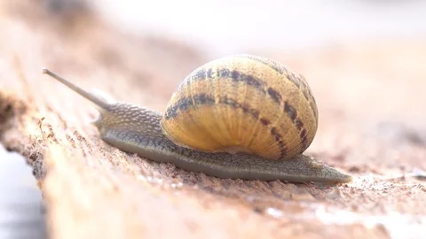 Snail on the wood 2 Stock Footage 127306805