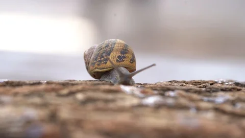 Snail on the wood 3 Stock Footage 127308697