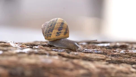 Snail on the wood 4 Stock Footage 127306116