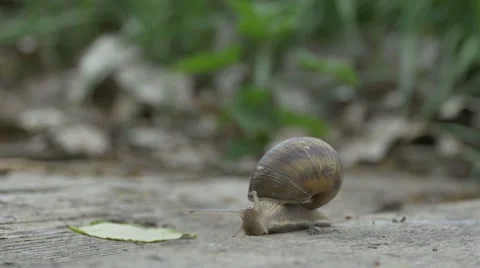 Snail on Wood Crawling Видео 62844610
