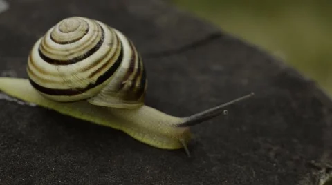 Snail on the wood Video stock 52368503