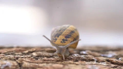 Snail on the wood Stock Footage 127307025