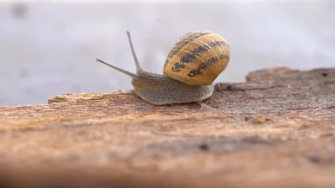Snail on the wood Stock Footage 127307257