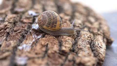Snail on the wood Stock Footage 127307350