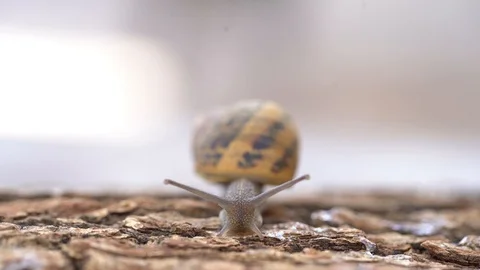 Snail on the wood Stock Footage 127307483