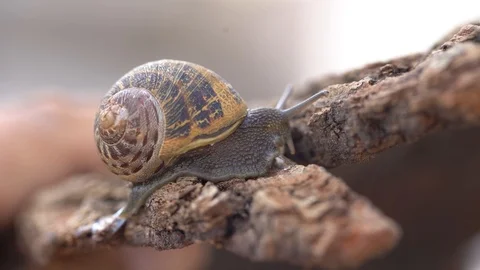 Snail on the wood Stock Footage 127308436