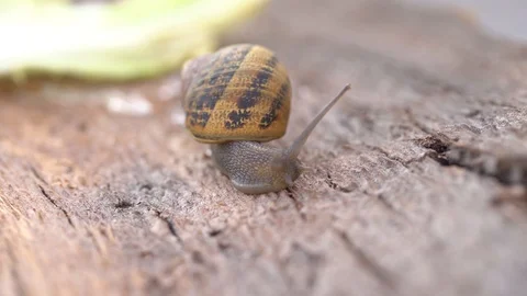 Snail on the wood Stock Footage 127308670