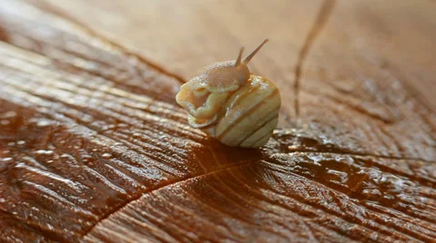 Snail on Wood HD Stock Footage 35637238