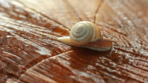 Snail on Wood HD 스톡 동영상 35706428
