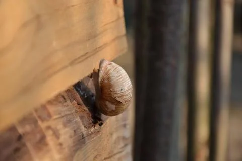 Snail on wood Stock Photos