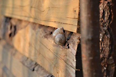 Snail on wood Stock Photos