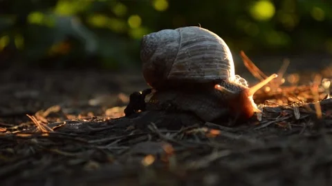 Snail in the woods, in the sunset Video stock 90192556