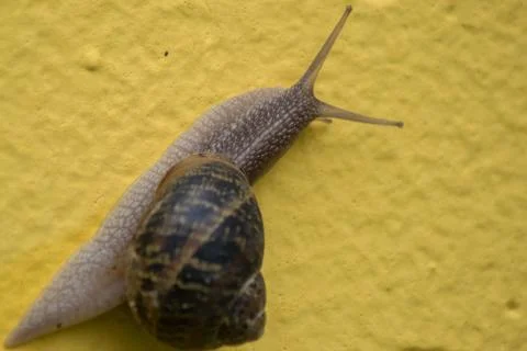 Snail on yellow background Stock Photos