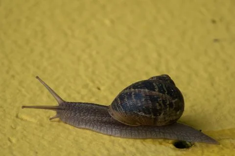 Snail on yellow background 库存照片