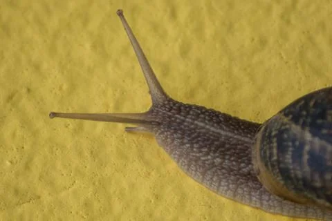 Snail on yellow background Stock Photos