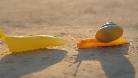 Snail with yellow petal at sunset 動画素材 77328432