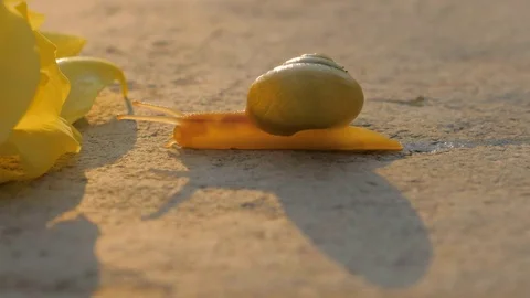 Snail with yellow rose at sunset Stock Footage 77691253