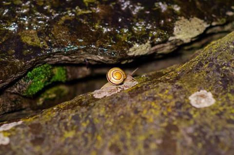 Snail with yellow shell crawling between mossy rocks in the wild Stock Photos