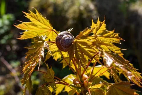 Snail on Young Maple Leaves in Spring Stock Photos