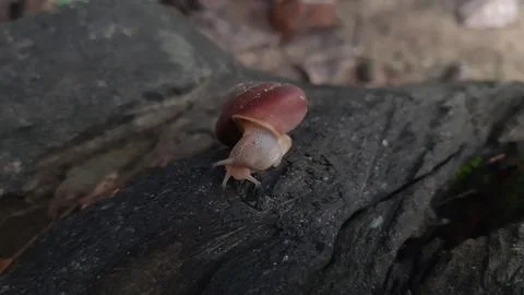 Snail0 Stock Photos