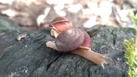 Snail01 Stock Footage 212079533