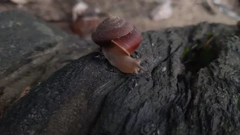 Snail01 Stock Photos