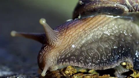 Snail1 Stock Footage 153171662