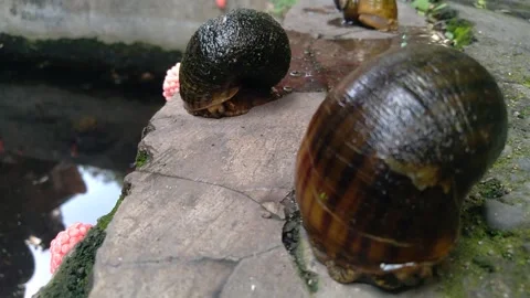 Snail2 Stock Footage 259262203