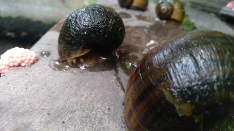 Snail3 Stock Footage 259262159