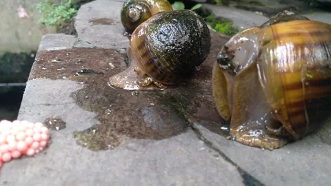 Snail4 Stock Footage 259262158