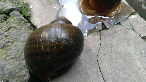 Snail5 Stock Footage 259262204