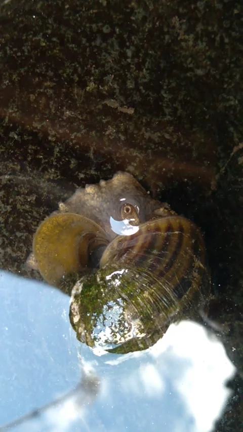 Snail6 Stock Footage 259262240