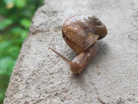Snail_02 Foto stock