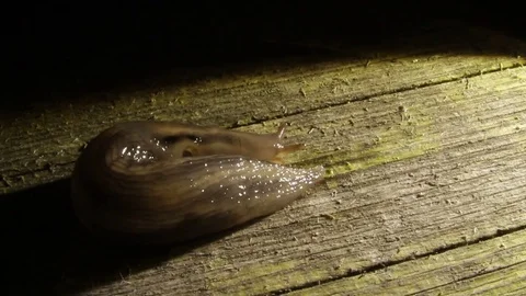 Snailless shell in the reflector s illuminance Stock Footage 83323407