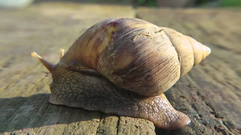 Snail.mp4 Stock Footage 23366040