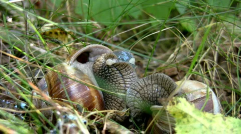 Snails 01 動画素材 618928