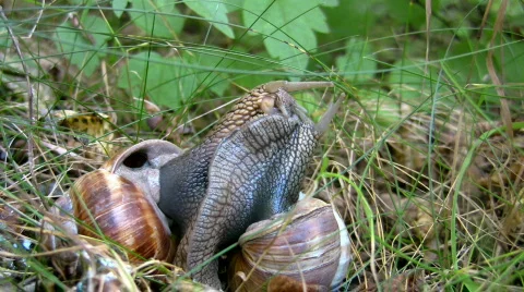 Snails 03 Video stock 618975