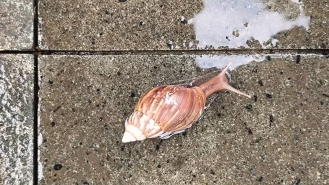Snails-2 Stock Footage 331865916