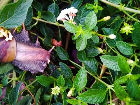 Snails 2 Foto stock