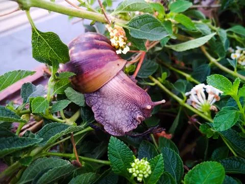 Snails 3 Stock Photos