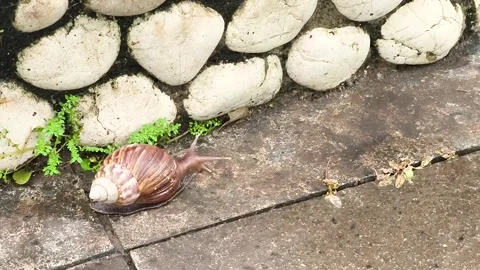Snails-6 Stock Footage 331865995