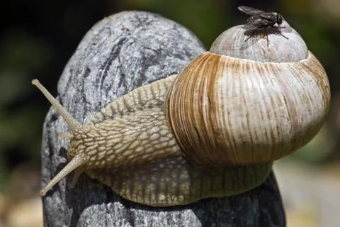 Snails, and its cargo - fly Stock Photos