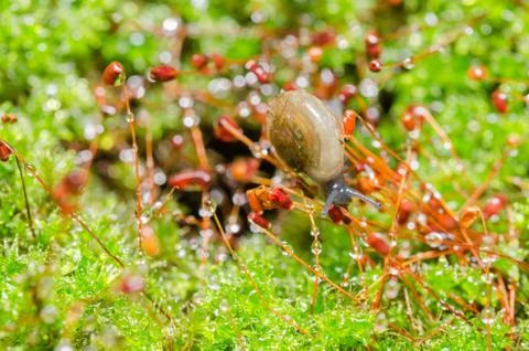 Snails and moss Foto stock