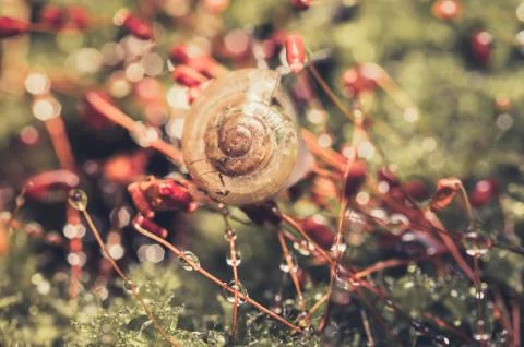 Snails and moss Stock Photos