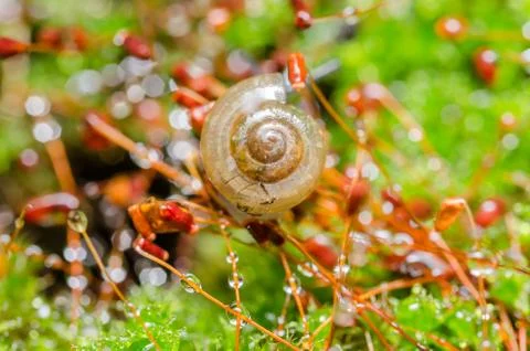 Snails and moss Stock Photos
