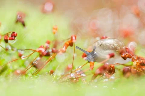 Snails and moss Foto stock